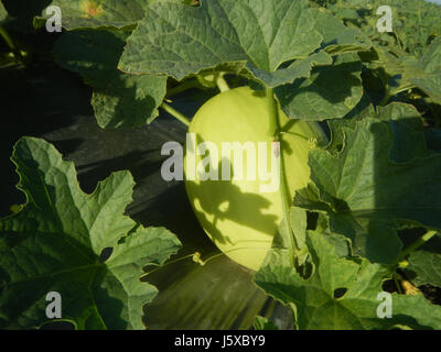 05097 Magumbali Felder Chen Wen-Yu Melone Paralaya an Pampanga San Miguel Straße 15 Stockfoto