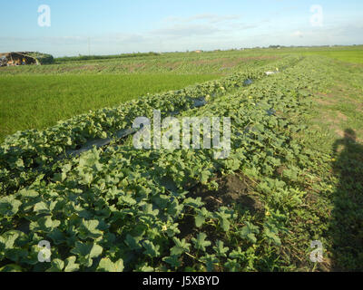 05097 Magumbali Felder Chen Wen-Yu Melone Paralaya an Pampanga San Miguel Straße 19 Stockfoto