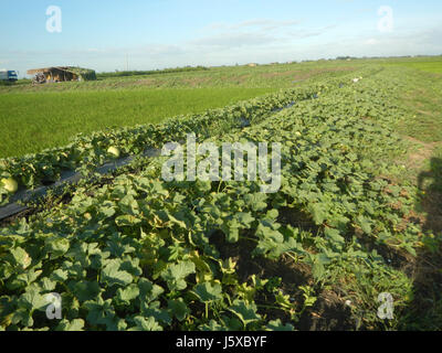 05097 Magumbali Felder Chen Wen-Yu Melone Paralaya an Pampanga San Miguel Straße 21 Stockfoto