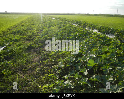 Das Bild bezieht sich auf Magumbali-Felder in Pampanga, einem bekannten landwirtschaftlichen Gebiet. Auf den Feldern wird Melonenanbau betrieben, mit Straßen, die verschiedene Orte wie Paralaya, Candaba und San Miguel miteinander verbinden, was zur regionalen Agrarwirtschaft beiträgt. Stockfoto