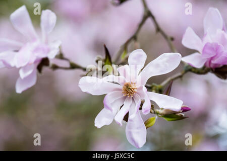 Magnolie, Magnolia 'Leonard Messel', Magnolia X loebneri 'Leonard Messel', Pastell rosa Blumen wachsen im Freien auf dem Baum. Stockfoto