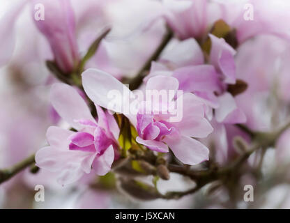 Magnolie, Magnolia 'Leonard Messel', Magnolia X loebneri 'Leonard Messel', Pastell rosa Blumen wachsen im Freien auf dem Baum. Stockfoto