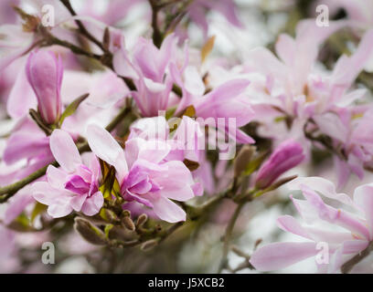 Magnolie, Magnolia 'Leonard Messel', Magnolia X loebneri 'Leonard Messel', Pastell rosa Blumen wachsen im Freien auf dem Baum. Stockfoto