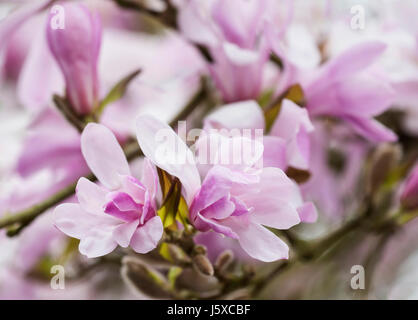 Magnolie, Magnolia 'Leonard Messel', Magnolia X loebneri 'Leonard Messel', Pastell rosa Blumen wachsen im Freien auf dem Baum. Stockfoto