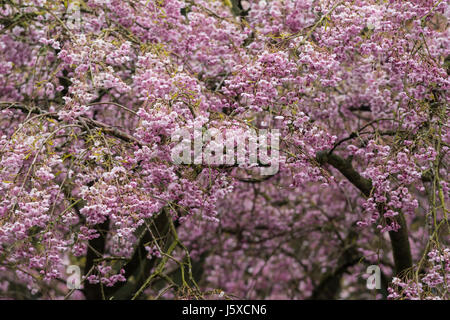 Kirsche, einzelne rosa weinend Kirsche, Prunus Subhirtella 'Pendel Rubra' Cluster der kleine hängende rosa Blumen wachsen im Freien. Stockfoto