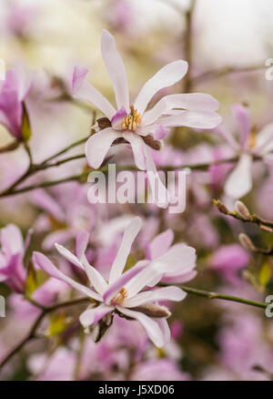 Magnolie, Magnolia 'Leonard Messel', Magnolia X loebneri 'Leonard Messel', Pastell rosa Blumen wachsen im Freien auf dem Baum. Stockfoto