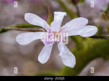 Magnolie, Magnolia 'Leonard Messel', Magnolia X loebneri 'Leonard Messel', Pastell rosa Blumen wachsen im Freien auf dem Baum. Stockfoto