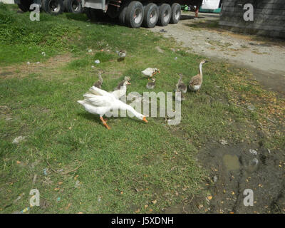 04965 Kapelle Sitio Palanas Bagong Barrio Pandi, Bulacan Bauernhof Markt Straße 30 Stockfoto