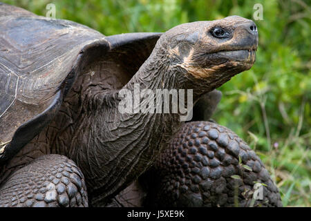 Die Riesenschildkröte im Gras. Die Galapagos-Inseln. Pazifik. Ecuador. Stockfoto