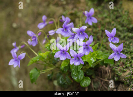 Violett, Hund Violet, Viola Riviniana, Ansammlung von lila Blüten auf bemoosten Felsen im Regen. Stockfoto