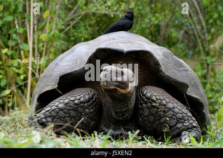 Die Riesenschildkröte im Gras. Die Galapagos-Inseln. Pazifik. Ecuador. Stockfoto