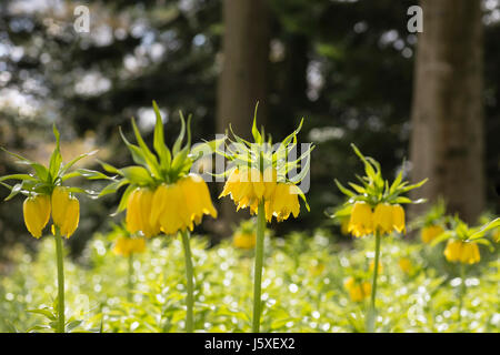 Fritillary, Kaiserkrone 'Lutea Maxima', Fritillaria Imperialis 'Lutea Maxima', hinterleuchtete gelbe Blumen wachsen im Freien. Stockfoto