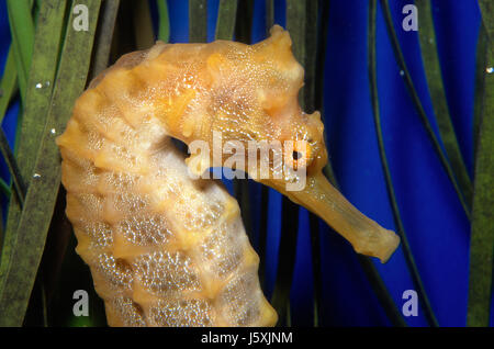 Pazifische Seepferdchen, Hippocampus ingens Stockfoto