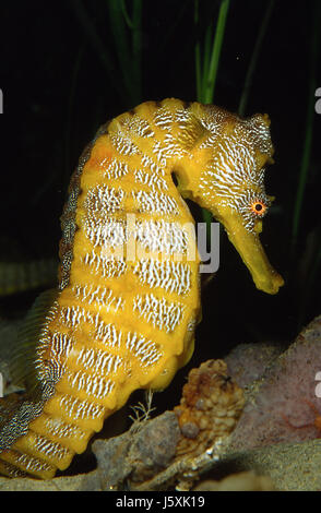 Pazifische Seepferdchen, Hippocampus ingens Stockfoto