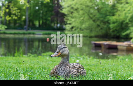 Ente auf dem Rasen im park Stockfoto