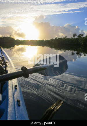 Kajak-Paddel bei Sonnenaufgang durch die Mangroven-Buchten des Everglades National Park in Süd-Florida-USA der Morgendämmerung Stockfoto