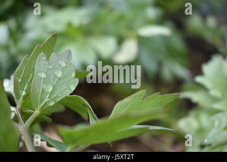 Wassertropfen auf einem Blatt. Stockfoto