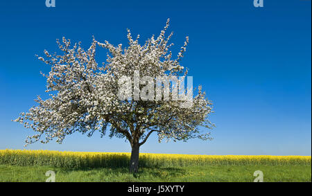 Feder Stockfoto