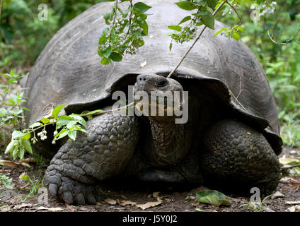 Die Riesenschildkröte im Gras. Die Galapagos-Inseln. Pazifik. Ecuador. Stockfoto