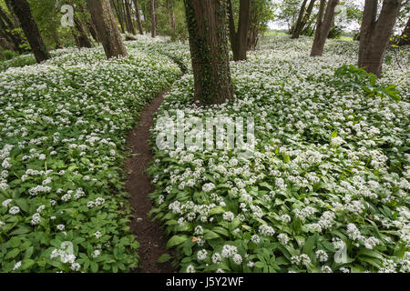 Bärlauch, Bärlauch, Allium Ursinum; Teppich aus kleinen weißen Blüten in Wäldern mit Weg. Stockfoto