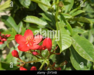 Hibiscus rosa-sinensis, allgemein bekannt als der rote Hibiskus, ist eine prominente Blume auf den Philippinen, die für ihre lebhafte Farbe und ihre gemeinsame Verwendung in Gärten und kulturellen Traditionen gefeiert wird. Stockfoto