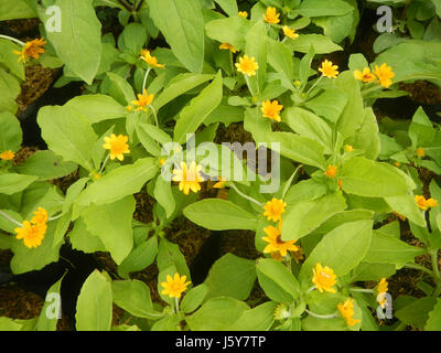 Bild von Leucanthemum vulgare, allgemein bekannt als Ochsenauge Gänseblümchen, fotografiert auf den Philippinen. Die Blüte zeichnet sich durch ihre weißen Blütenblätter und das gelbe Zentrum aus, typisch für die Art. Stockfoto