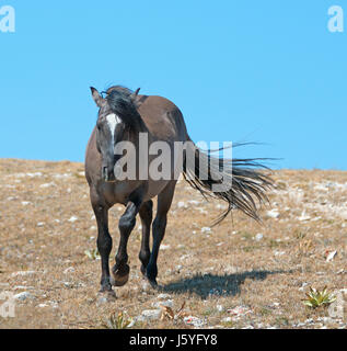 Wild Horse Grulla Gray farbige Band Hengst auf Sykes Ridge in den Pryor Mountains in Montana, Wyoming, USA. Stockfoto