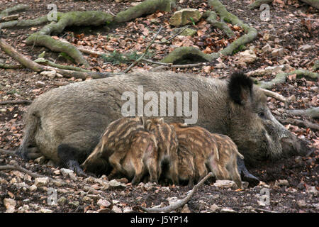 tierische Lüge Lügen um Schlucht liegt verschlingen verschlingen Wildschwein Schwein saugen jung eines wilden Stockfoto