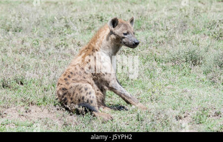 Hyänen (Crocuta Crocuta) auf der Grassy Ebenen der Serengeti im Norden von Tansania entdeckt Stockfoto