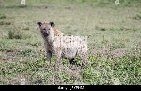 Hyänen (Crocuta Crocuta) auf der Grassy Ebenen der Serengeti im Norden von Tansania entdeckt Stockfoto