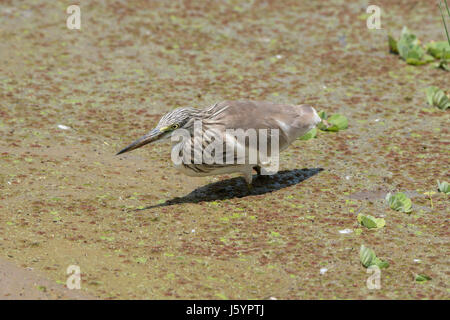 Rallenreiher (Ardeola Ralloides) jagt in einem Sumpf im Norden von Tansania Stockfoto