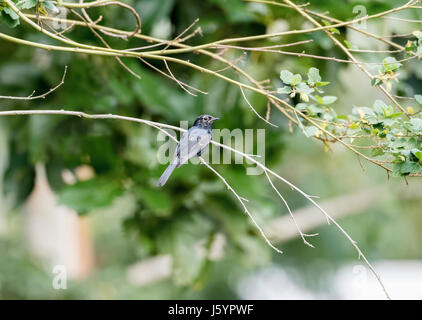 Südliche Schwarze Flycatcher (Melaenornis Pammelaina) Perched auf einem Ast im Norden von Tansania Stockfoto