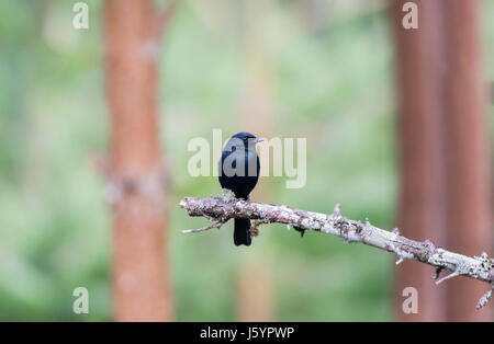 Südliche Schwarze Flycatcher (Melaenornis Pammelaina) Perched auf einem Ast im Norden von Tansania Stockfoto