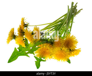 Leuchtend gelbe Löwenzahn isoliert auf weißem Hintergrund. Studio Photo Stockfoto