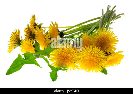 Leuchtend gelbe Löwenzahn isoliert auf weißem Hintergrund. Studio Photo Stockfoto