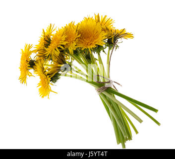 Leuchtend gelbe Löwenzahn isoliert auf weißem Hintergrund. Studio Photo Stockfoto