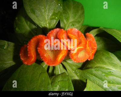 03092 Celosia Argentea var. Cristata Bulacan 07 Stockfoto