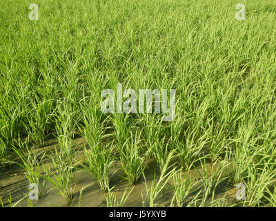 Dieser Eintrag bezieht sich auf Felder und Überführungen entlang des North Luzon Expressway (NLEx) in Guiguinto, Bulacan. Bei der Infrastrukturentwicklung werden örtliche Verkehrsmittel und landwirtschaftliche Nutzflächen hervorgehoben. Stockfoto