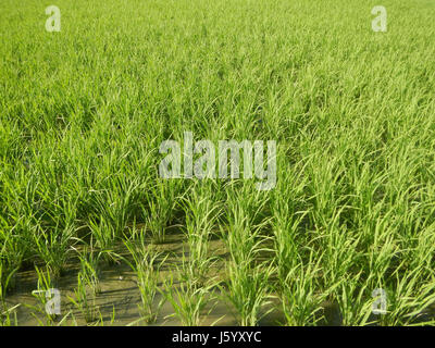 Dieser Eintrag bezieht sich auf die Felder und Überführungen entlang des NLEx (North Luzon Expressway) in Guiguinto, Bulacan, mit einem Schwerpunkt auf kommunalen Straßen und Infrastrukturentwicklungen in der Region. Stockfoto