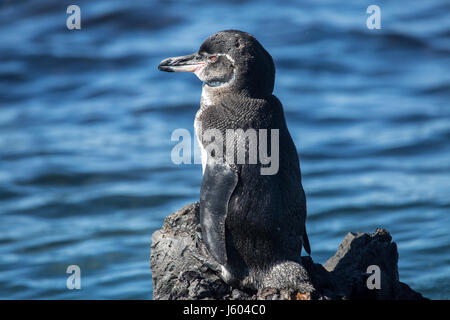 Galapagos Pinguin auf einem Felsen stehend Stockfoto