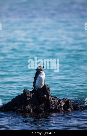 Galapagos Pinguin auf einem Felsen stehend Stockfoto