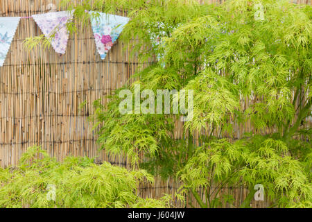 Acer Palmatum Dissectum 'Seiryu'. Japanischer Ahorn 'Seiryu' Baum vor einem Bambus-Bildschirm bei einer Blume-Show. UK Stockfoto