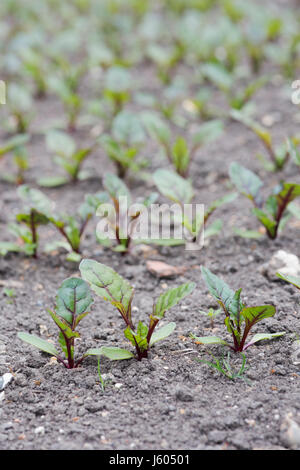 Junge rote Beete Pflanzen in einer Reihe gepflanzt in einem Gemüsegarten Stockfoto