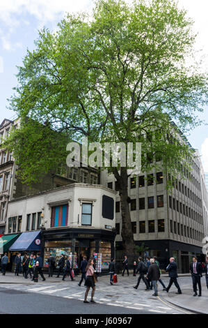 Diese alten Platane auf der Ecke der Wood Street und Cheapside in Stadt von London ist auf dem Gelände des St. Peter Cheap und Features in einem Gedicht von Wordsworth. Stockfoto