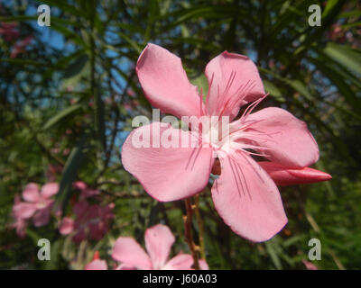 Dieses Bild zeigt eine Szene aus Calumpit auf den Philippinen aus dem Jahr 1888 mit leuchtenden rosa Blumen. Calumpit ist eine Stadt in der Provinz Bulacan, die für ihre landwirtschaftliche Landschaft bekannt ist. Stockfoto