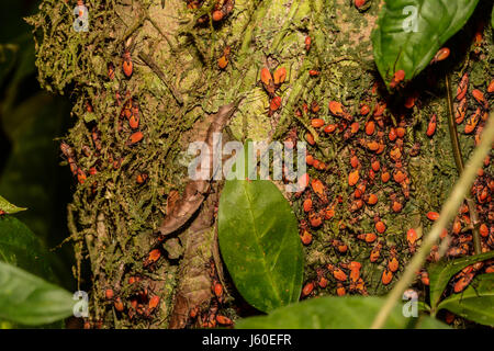 Baumwolle-Stainer Fehler Fütterung aus einem Baum im Regenwald in Costa Rica Stockfoto