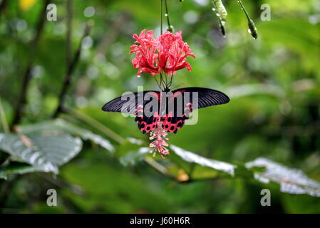 Blüte Blüten blühen florierenden Asien Schmetterling Schwalbenschwanz Tropen Urlaub Stockfoto