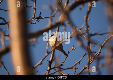 Ein lila Fink in einem Baum in der lila Finch Conservation Area am Nepean Segelclub. Stockfoto