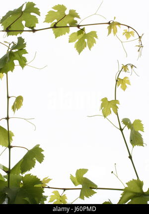 optionale Weinblätter grüne Rebe Weinrebe Rebe Hintergrund Hintergrund Rahmen Stockfoto