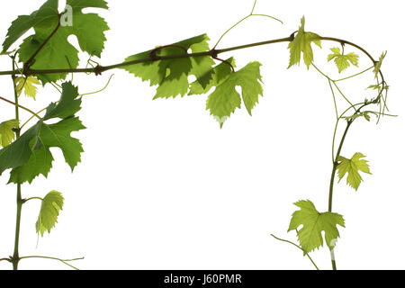 optionale Weinblätter grüne Jugendstil Rebe Weinrebe Rebe Hintergrund Stockfoto